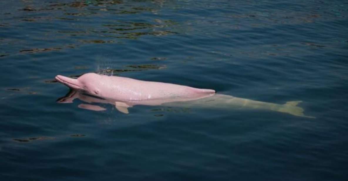 Iquitos: Amazon Jungle in 3 Days: Adventure and Culture - Canoe Time for Dolphins and a Real Chance to Swim