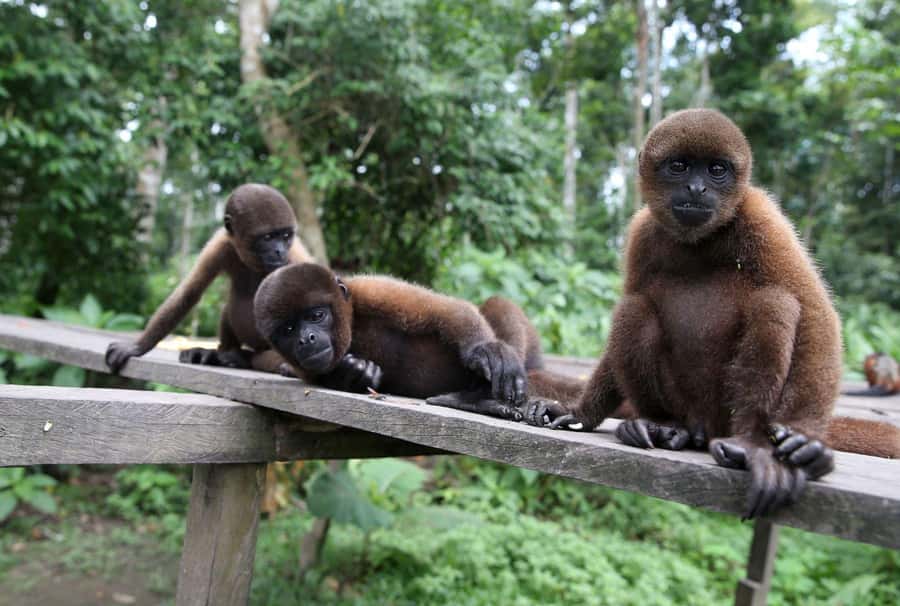 Iquitos : Full Day Excursion to Monkey Island - Chasing wildlife from the boat on the Itaya and Amazon rivers
