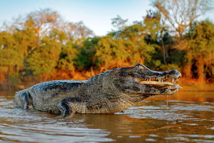 Iquitos: Full Day Tour in the Jungle | Amazon Safari - Key highlights worth your attention