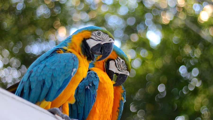 Iquitos: Full Day Tour in the Jungle | Amazon Safari - Fundo Rony Rescue Center: Care Before Release (and What You Might See)