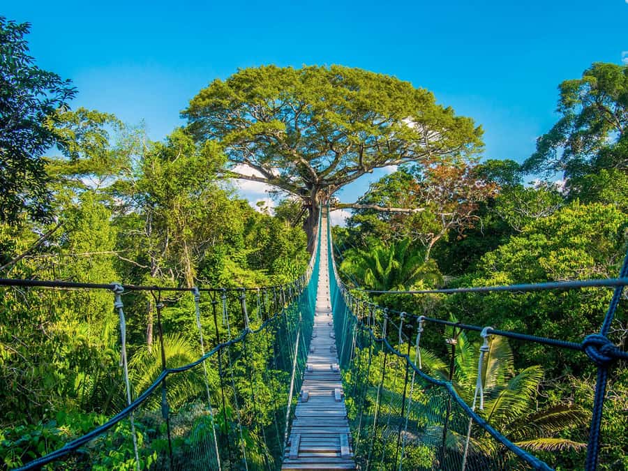 Iquitos: Full Day Tour in the Jungle | Amazon Safari - Dolphin Watching for Gray or Pink: How to Set Expectations