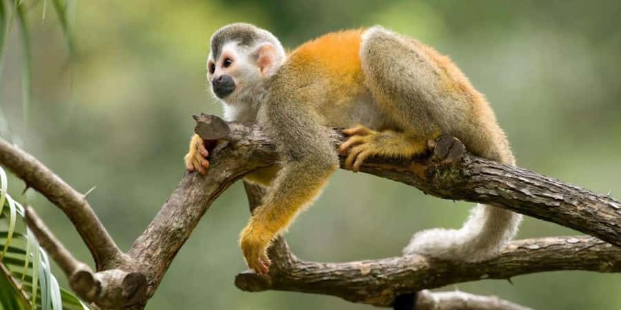 Iquitos: Monkey Island and Native Village Day Tour - Key things you’ll notice on this day