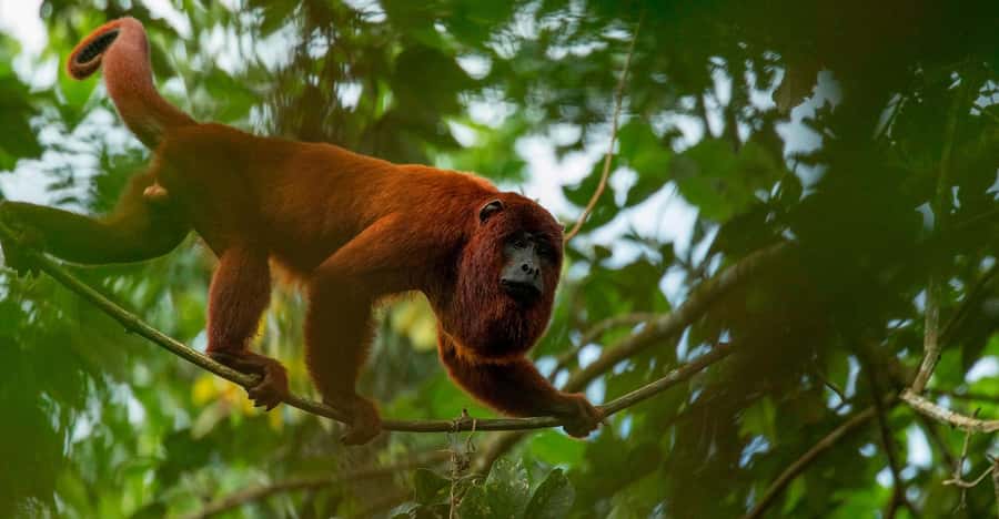 Iquitos: Monkey Island and Native Village Day Tour - Why Monkey Island (Isla Rolling) near Iquitos feels different