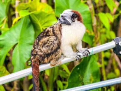 Iquitos: Monkey Island and Native Village Day Tour - Getting there: pickup from Iquitos, minibus ride, then cruising the Itaya and Amazon