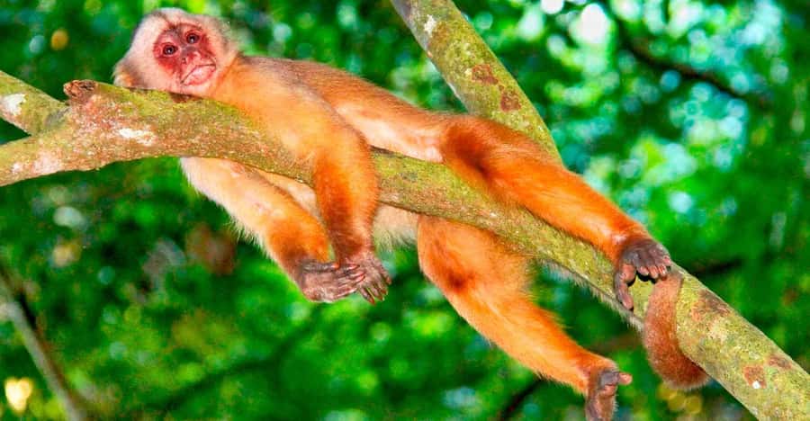Iquitos: Monkey Island and Native Village Day Tour - What to bring (and what will save your day)