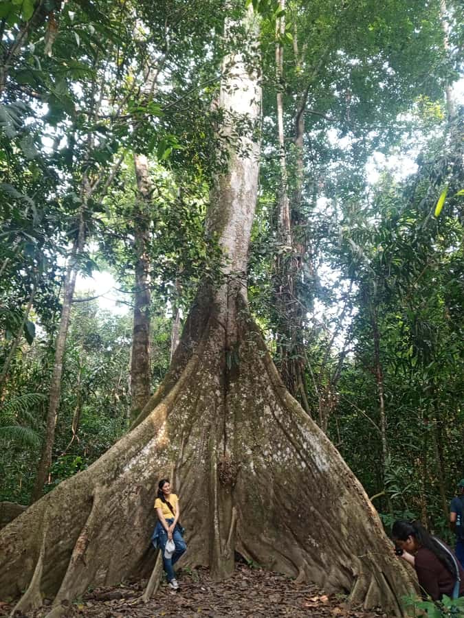 Iquitos: nature and adventure tour amazon Peru - Giant Tree Viewing: Ceiba and the Walking Tree Idea