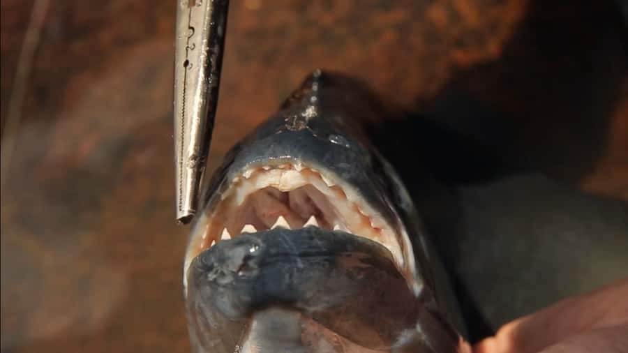 Iquitos: Piranha Fishing Experience in the Amazon jungle - From hotel pickup to Boulevard pier: where the river adventure starts