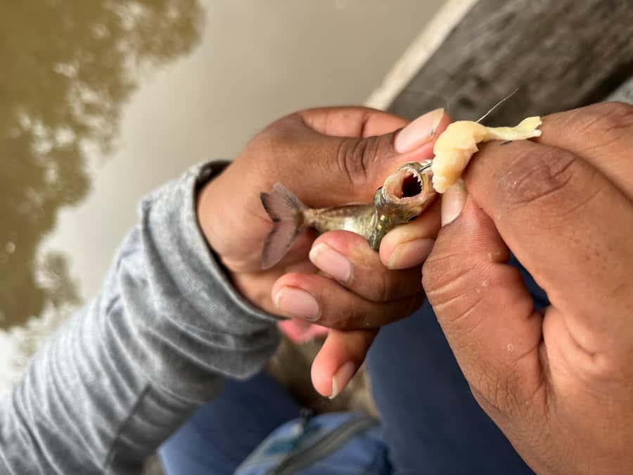 Iquitos: Piranha Fishing Experience in the Amazon jungle - Are piranhas dangerous? What the tour gets right