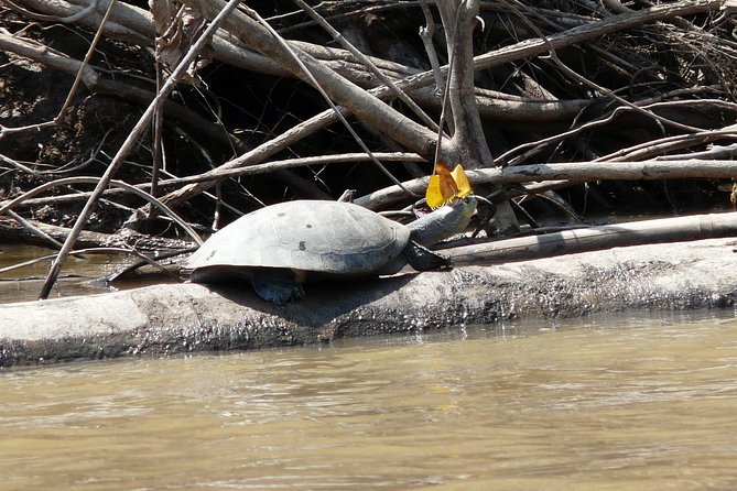 Jungle Eco Jungle And Adventure - 4 Days / 3 Nights - Day 2 to Lago Sandoval: Boat Ride Wildlife and Nocturnal Life