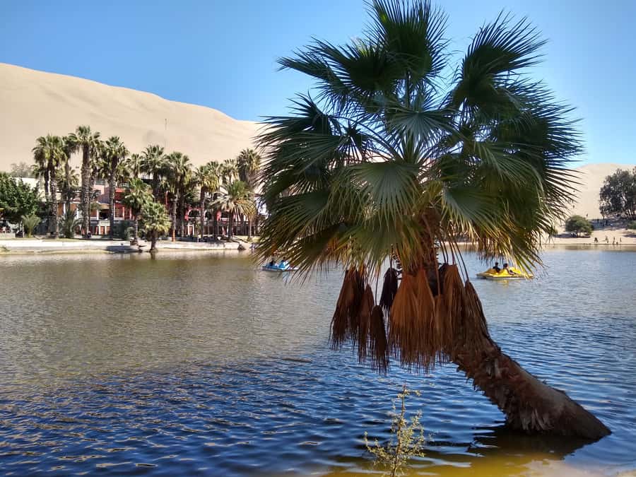 Lima: Ballestas Islands, Huacachina Oasis & Nazca Lines Tour - Lunch in Ica: plan for a local meal you choose