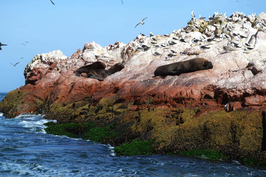 Lima: Ballestas Islands, Winery and Nazca Lines Private Tour - The Long Return to Lima: How to End a 14-Hour Day