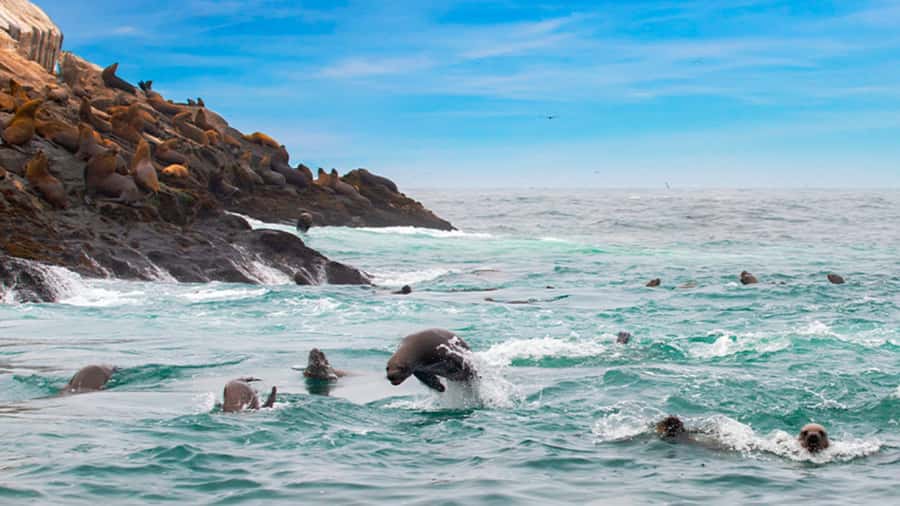 Lima | Islas Palomino Tour | Swim with Sea Lions - Key highlights worth centering your plans on