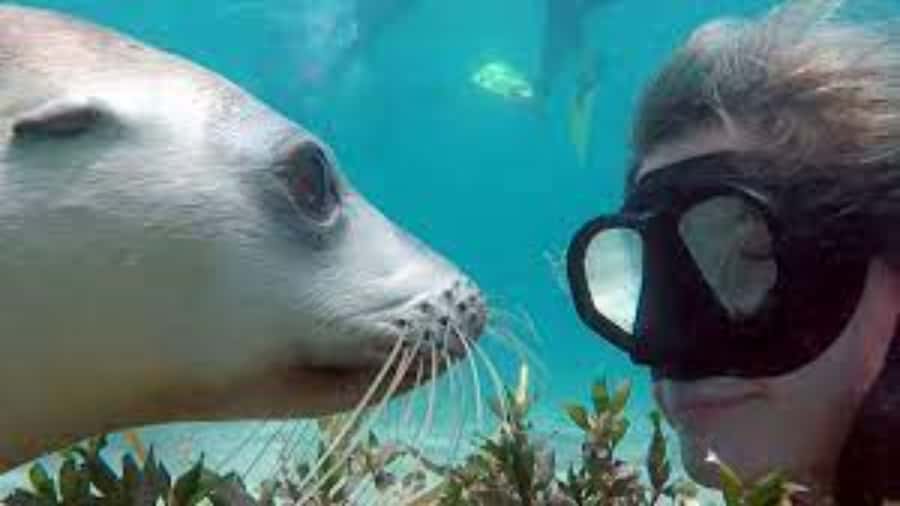 Lima | Islas Palomino Tour | Swim with Sea Lions - San Lorenzo Island cruising: why this route makes sense for a 3-hour outing