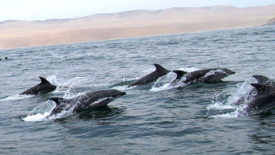 Lima | Islas Palomino Tour | Swim with Sea Lions - Palomino Island sea-lion swim: wetsuit time, lifevests, and real closeness