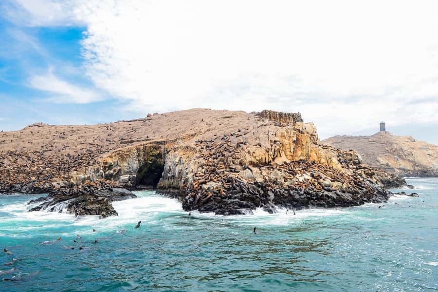 Lima | Islas Palomino Tour | Swim with Sea Lions - Return cruise, snack, and how to extend your day in Callao
