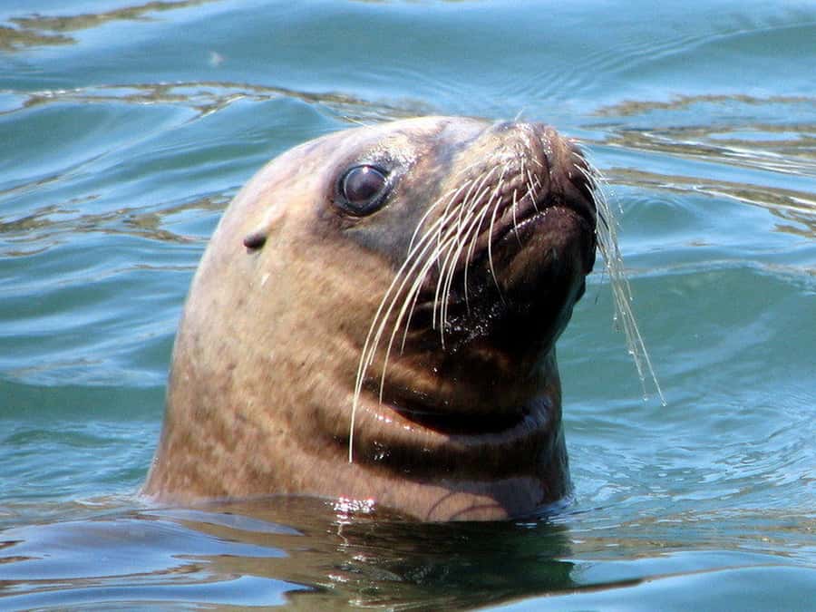 Lima | Islas Palomino Tour | Swim with Sea Lions - Price and value: what $79 covers in a sea-lion swim day