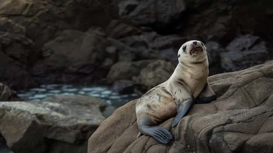 Lima | Islas Palomino Tour | Swim with Sea Lions - FAQ