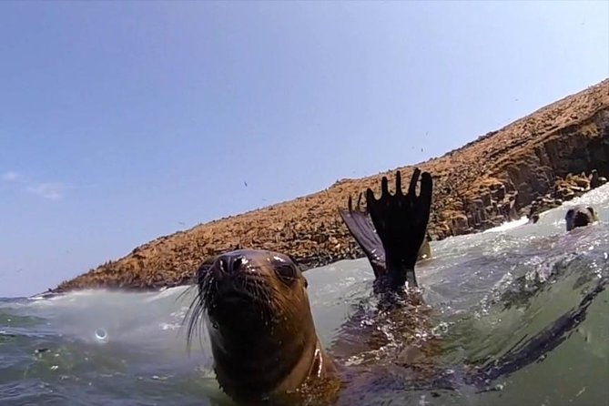 Lima: Palomino Islands Excursion & Swimming with Sea Lions with Hotel Transfers - Boat Comfort and Sea Sickness: What to Know Before You Go