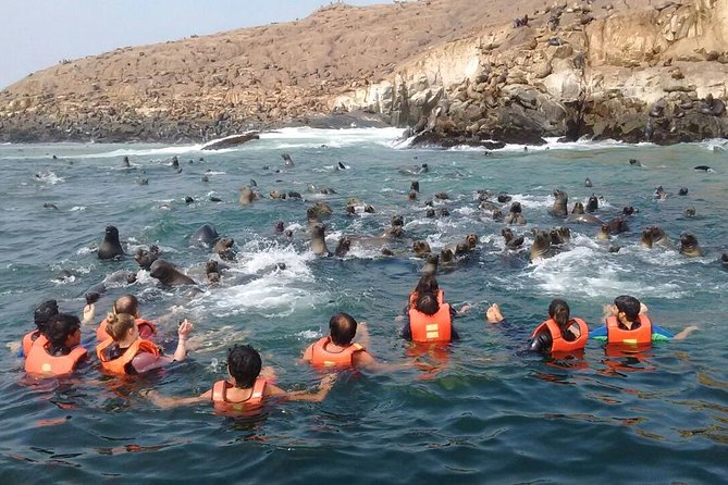Lima: Palomino Islands Excursion & Swimming with Sea Lions with Hotel Transfers - Price vs. Other Options: Why This Is a Smart Use of a Half Day