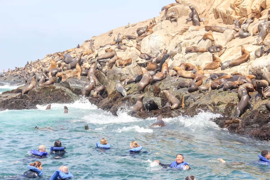 Lima: Palomino Islands Speedboat Tour & Swim with Sea Lions - Lima to the Palomino Islands: why this feels like a real escape