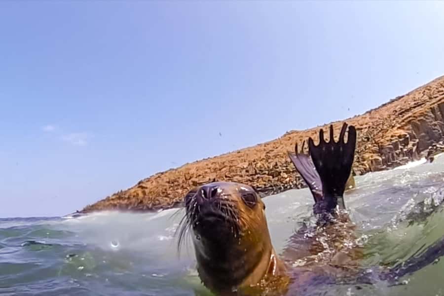 Lima: Palomino Islands Speedboat Tour & Swim with Sea Lions - Price and value: what $125 buys you (and what it doesn’t)