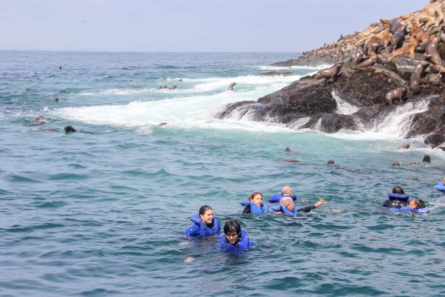 Lima: Palomino Islands Speedboat Tour & Swim with Sea Lions - Birdwatching from the islands: seabirds you can actually name