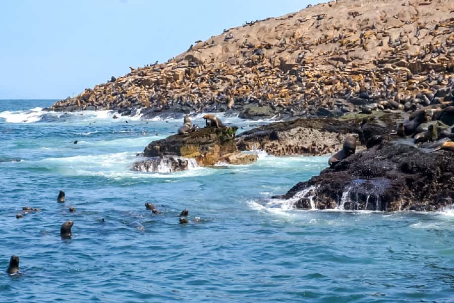 Lima: Palomino Islands Speedboat Tour & Swim with Sea Lions - Who should book this sea lion swim from Lima (and who should skip)