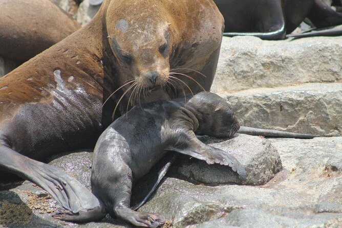 Lima Peru Sea Lions, History and Palomino Callao Islands - Beyond Palomino: San Lorenzo, Frontón, and Cavinzas Views