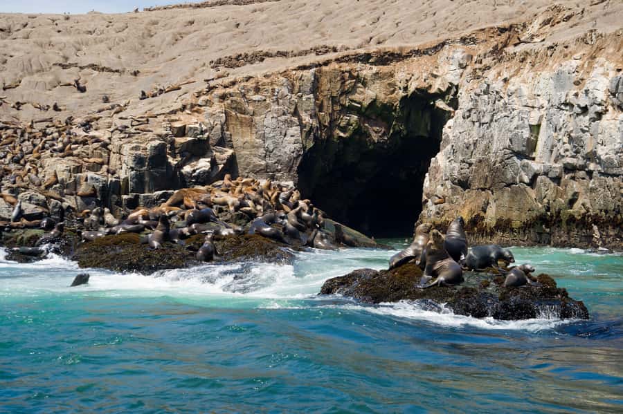 Lima: Sea Lion Swim and Wildlife Palomino Islands Cruise - Key Highlights You’ll Care About