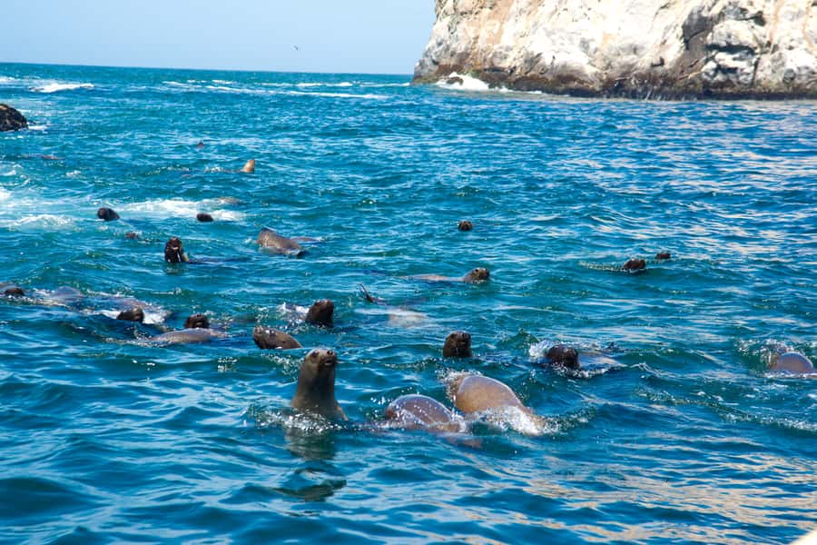 Lima: Sea Lion Swim and Wildlife Palomino Islands Cruise - Leaving La Punta: The Easy Start for Lima’s Coastal Wildlife Trip