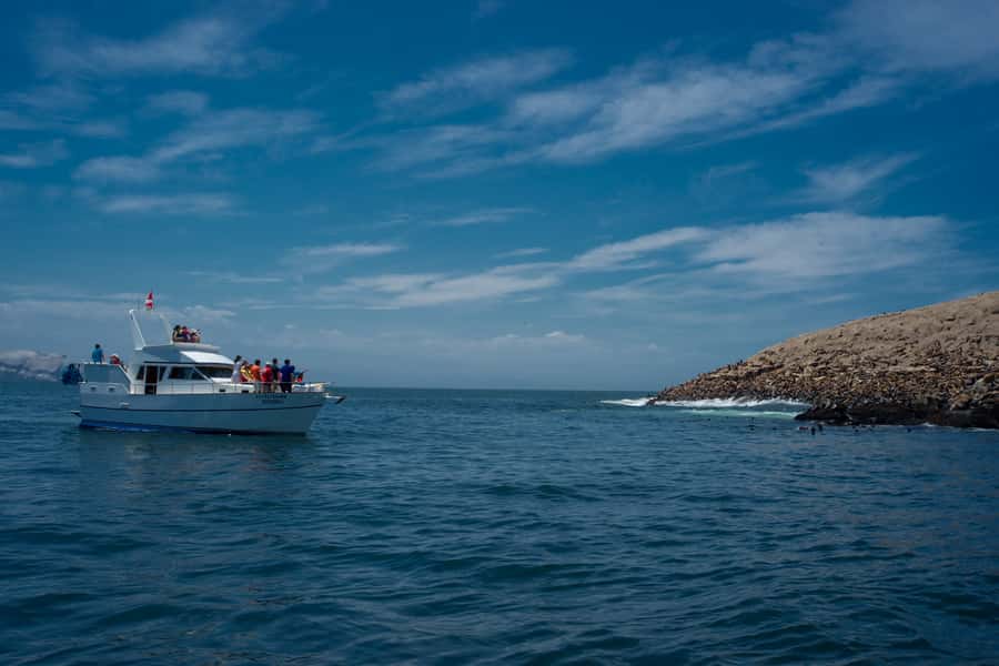 Lima: Sea Lion Swim and Wildlife Palomino Islands Cruise - The Palomino Islands Sea Lion Swim: What Actually Happens on the Water