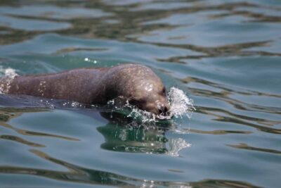 Lima: Sea Lion Swim and Wildlife Palomino Islands Cruise - San Lorenzo Island: Marine Bioreserve and Lima’s Coastal Connection