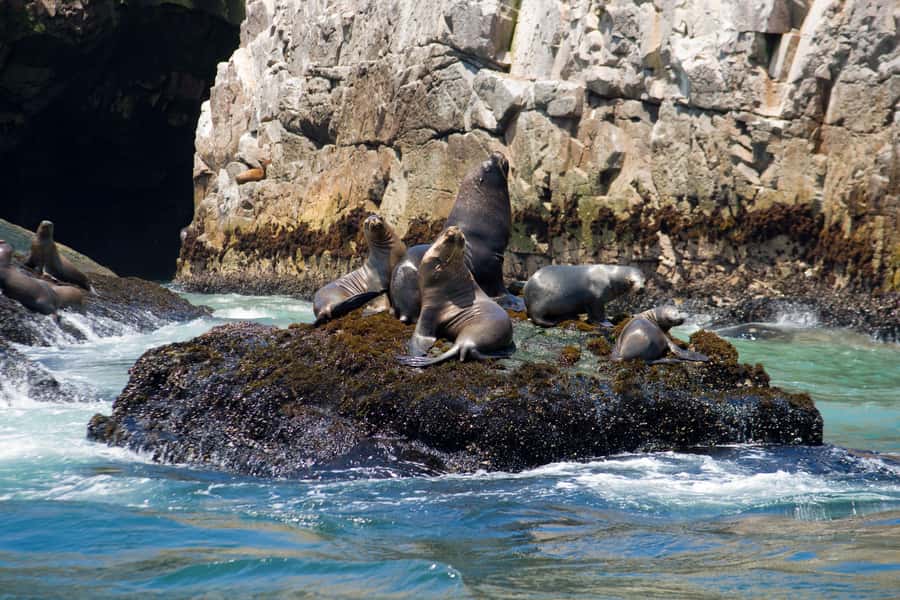 Lima: Sea Lion Swim and Wildlife Palomino Islands Cruise - Humboldt Penguins and Guano Birds: Wildlife Watching After the Swim