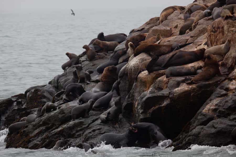 Lima: Sea Lion Swim and Wildlife Palomino Islands Cruise - Price and Logistics: Is $76 Good Value for 4 Hours?