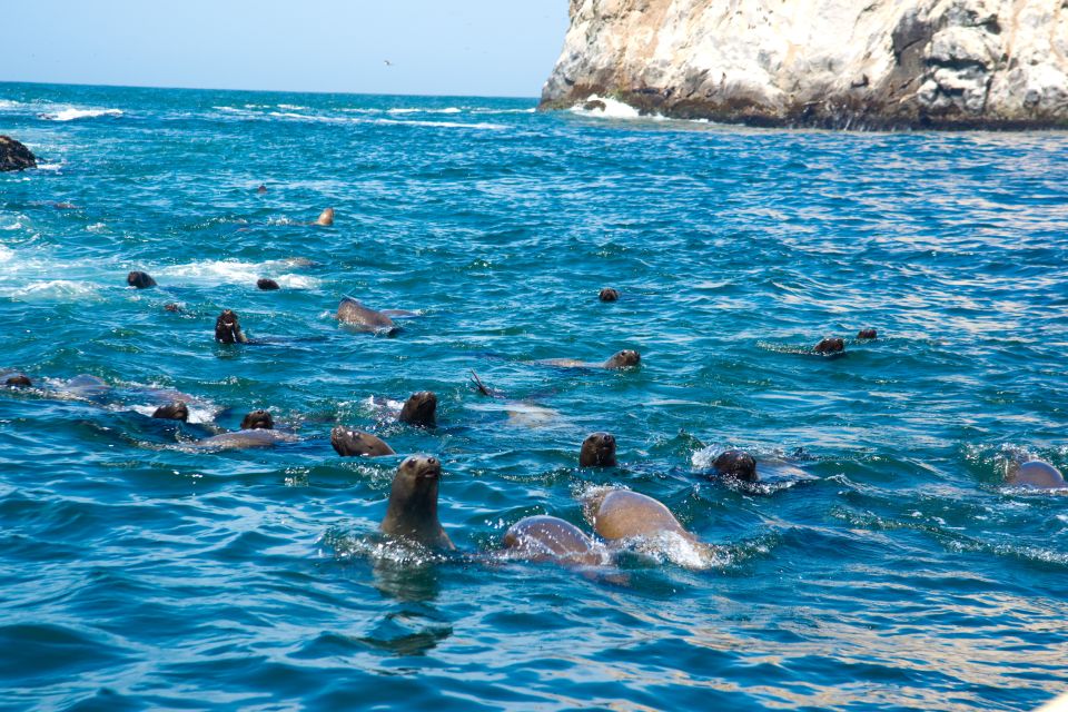 Lima: Sea Lion Swim and Wildlife Palomino Islands Cruise - Who This Palomino Islands Cruise Fits Best (And Who Should Skip)