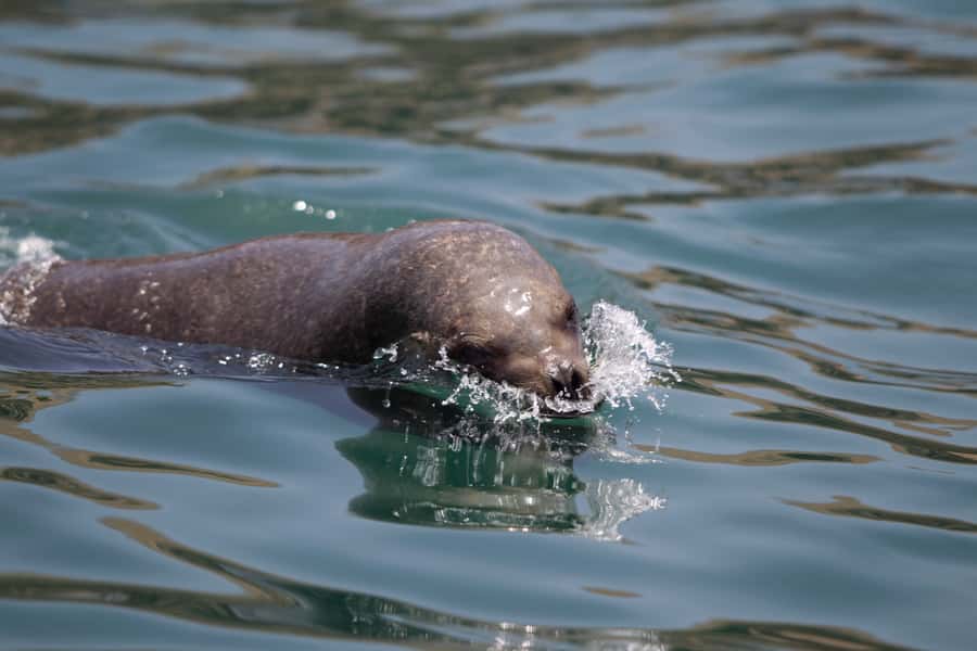 Lima: Sea Lion Swim and Wildlife Palomino Islands Cruise - San Lorenzo Island: Marine Bioreserve and Lima’s Coastal Connection