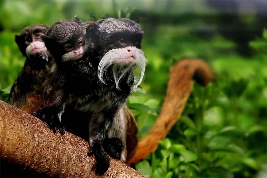 Living Nature from Cusco: 3 Days Manu Jungle all inclusive - Pilcopata Lodge: a functional first night before the Amazon jump