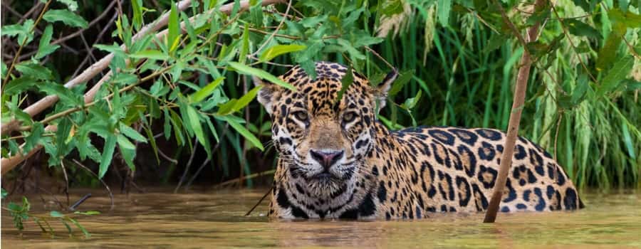 Living Nature from Cusco: 3 Days Manu Jungle all inclusive - Should you book Living Nature from Cusco: 3 Days Manu Jungle all inclusive?