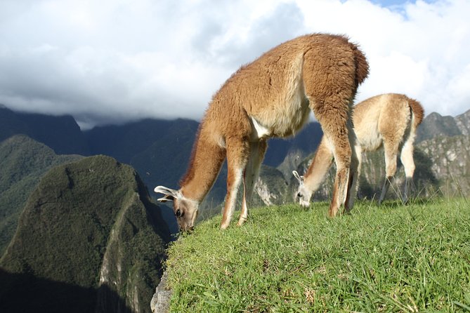 Machu Picchu Tour From Cusco Full Day - Santuario Historico de Machu Picchu: Guided Entry for About Two Hours