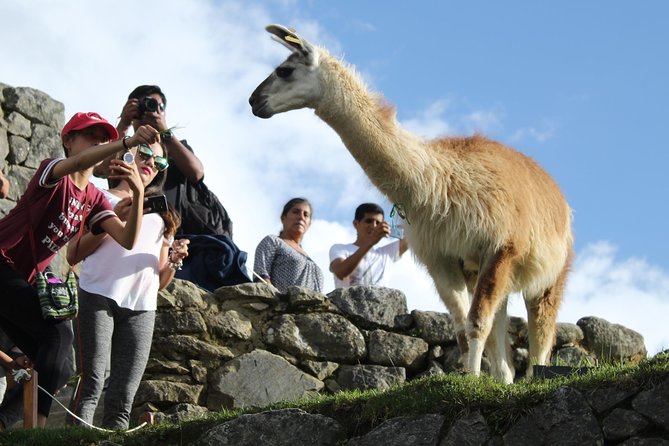 Machu Picchu Tour From Cusco Full Day - What This Tour Fits Best (And Who Might Prefer Another Plan)