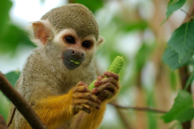 Manu Adventure (4 Days) - Wildlife Watching Reality Check: Birds, Monkeys, and Learning to Look