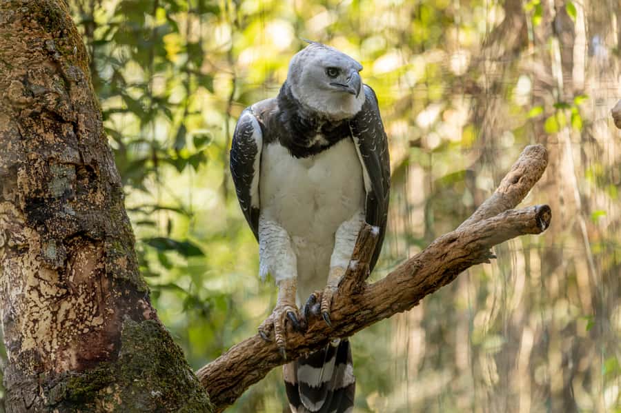 Manu National Park Tours from Cusco 5 Days - Cusco To Bambu Lodge: Paucartambo Culture And Tres Cruces Views
