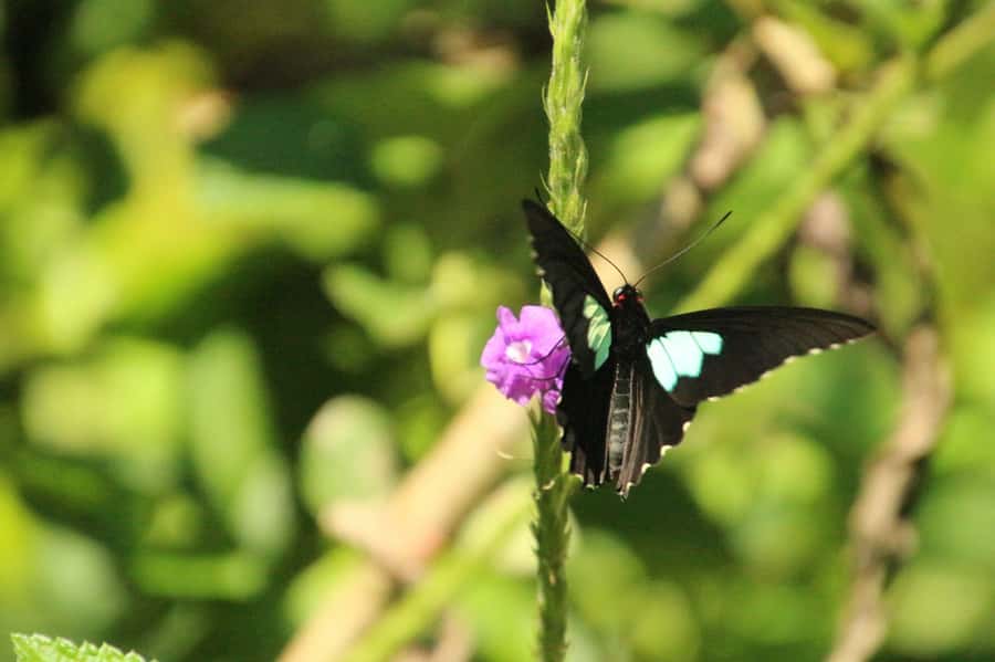Manu National Park Tours from Cusco 5 Days - Night Safari And Hot Springs: The After-Dark Bonus