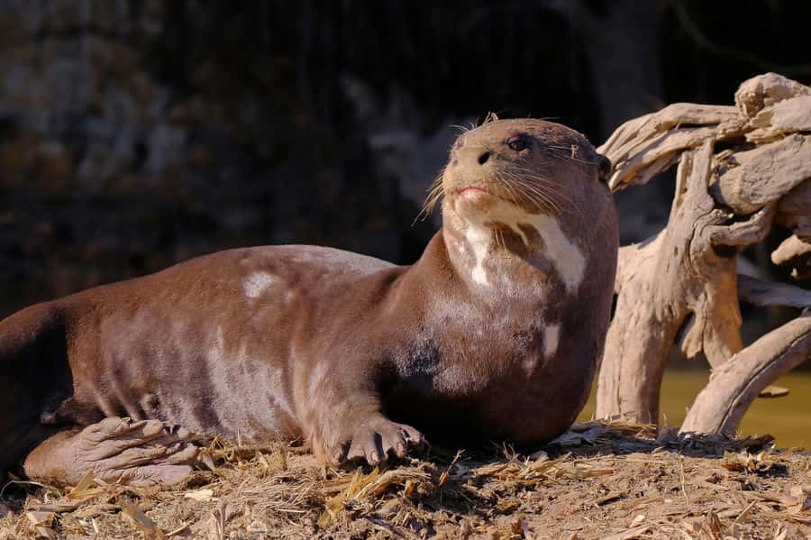 Manu National Park Tours from Cusco 5 Days - Traditional Meals At Soga De Oro: Comfort In The Middle Of Adventure