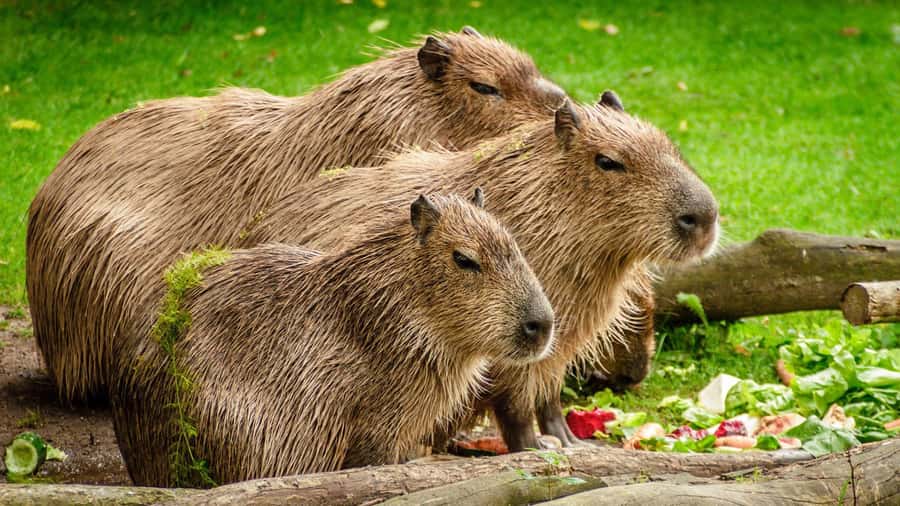 Manu National Park Tours from Cusco 5 Days - Lodging In The Rainforest: Mosquito Nets And What That Means