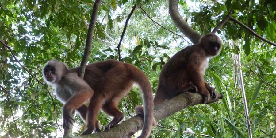 Monkey Island + Lake Sandoval 2D/1N - Day 1: From Puerto Maldonado area to Monkey Island via Tambopata jungle