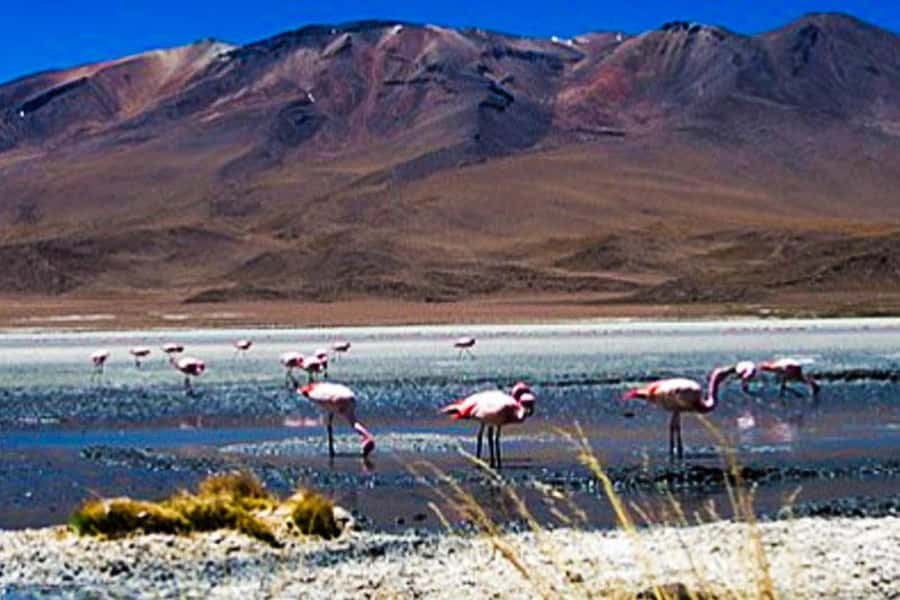 Offer Price Tour Salinas Lagoon and National Reserve 8 hours - Laguna de Salinas: the water-mirror effect for real photos