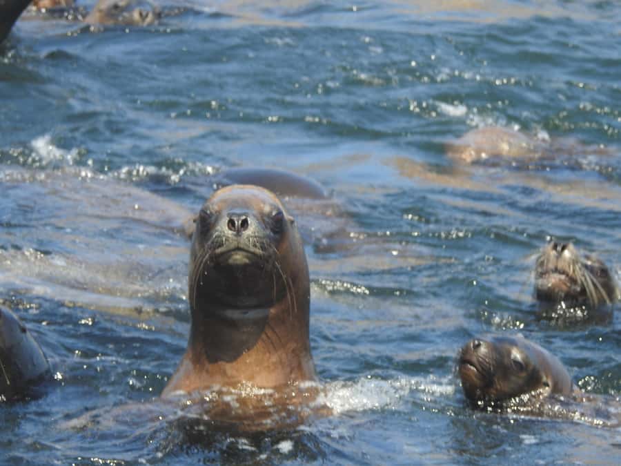 Palomino Islands Yacht Tour and swim alongside the sea lions - Why this Palomino Islands swim feels different