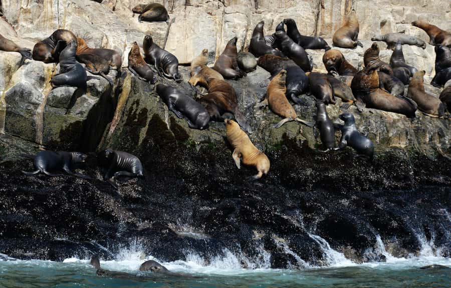 Palomino Islands Yacht Tour and swim alongside the sea lions - San Lorenzo Island: photo stop, break time, and a guided visit