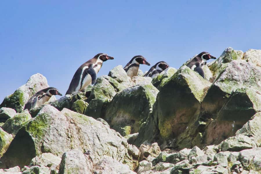 Paracas: Ballestas Islands and Candelabra of Paracas Boat - Key points you’ll feel on the water